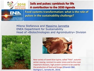 Milena Stefanova and Massimo Iannetta
ENEA Department for Sustainability
Head of «Biotechnologies and Agroindustry» Division
Food systems transformation: what is the role ofFood systems transformation: what is the role of
pulses in the sustainability challenge?pulses in the sustainability challenge?
New variety of sweet blue lupine, called "Polo", autumn-
winter sowing, resistant to water stress and to the most
important diseases, high protein content to be used for
the production of feed and forage (Chiaretti D&E,
Stamigna C., Iannetta M., 2014).
Lupino, varietà “Polo”
Soils and pulses: symbiosis for lifeSoils and pulses: symbiosis for life
A contribution to the 2030 AgendaA contribution to the 2030 Agenda
 
