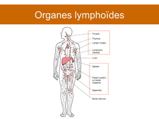 Organes lymphoïdes 