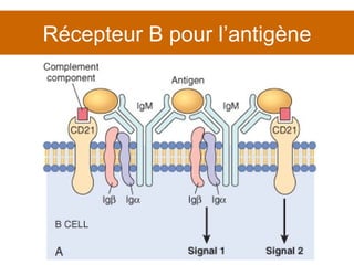 Récepteur B pour l’antigène 