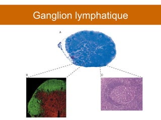Ganglion lymphatique 