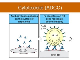 Cytotoxicité (ADCC) 