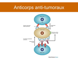 Anticorps anti-tumoraux 