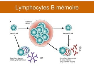 Lymphocytes B mémoire 