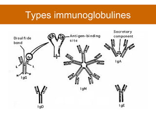 Types immunoglobulines 
