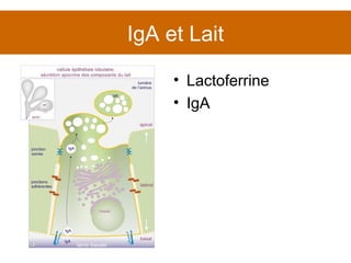 IgA et Lait Lactoferrine IgA 