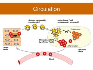 Circulation 