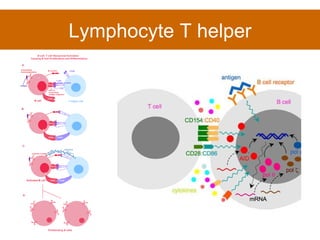 Lymphocyte T helper 