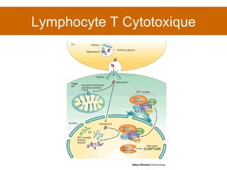 Lymphocyte T Cytotoxique 