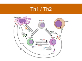 Th1 / Th2 