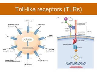 Toll-like receptors (TLRs) 
