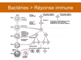 Bactéries > Réponse immune 