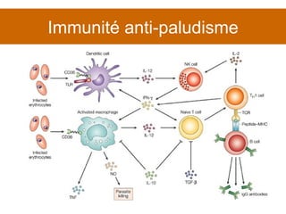 Immunité anti-paludisme 