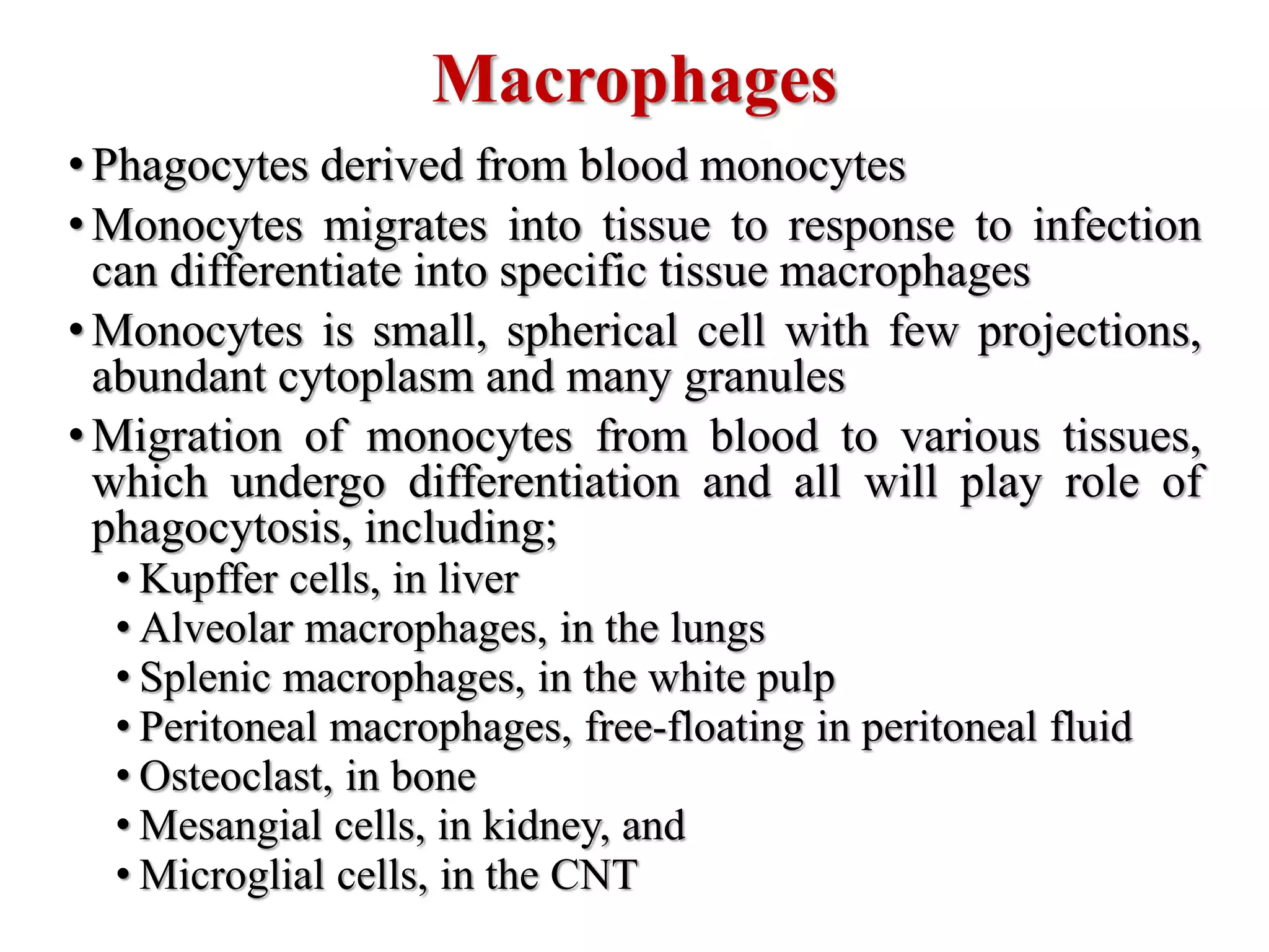 • Phagocytes derived from blood monocytes
• Monocytes migrates into tissue to response to infection
can differentiate into specific tissue macrophages
• Monocytes is small, spherical cell with few projections,
abundant cytoplasm and many granules
• Migration of monocytes from blood to various tissues,
which undergo differentiation and all will play role of
phagocytosis, including;
• Kupffer cells, in liver
• Alveolar macrophages, in the lungs
• Splenic macrophages, in the white pulp
• Peritoneal macrophages, free-floating in peritoneal fluid
• Osteoclast, in bone
• Mesangial cells, in kidney, and
• Microglial cells, in the CNT
Macrophages
 