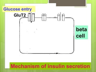 Glucose entry
GluT2
beta
cell
Mechanism of insulin secretion
 