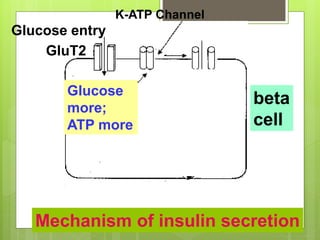 Glucose entry
GluT2
beta
cell
Mechanism of insulin secretion
Glucose
more;
ATP more
K-ATP Channel
 