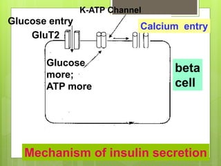 Glucose entry
GluT2
K-ATP Channel
Calcium entry
beta
cell
Mechanism of insulin secretion
Glucose
more;
ATP more
 