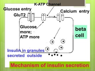 Glucose entry
GluT2
K-ATP Channel
Calcium entry
beta
cell
Mechanism of insulin secretion
Glucose
more;
ATP more
Insulin in granules
secreted outside
 
