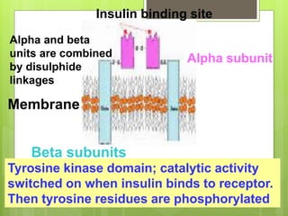 Insulin binding site
Alpha and beta
units are combined
by disulphide
linkages
Membrane
Beta subunits
Tyrosine kinase domain; catalytic activity
switched on when insulin binds to receptor.
Then tyrosine residues are phosphorylated
Alpha subunit
 