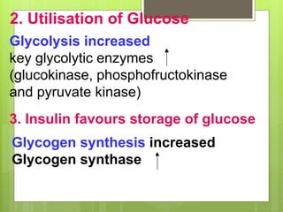 2. Utilisation of Glucose
3. Insulin favours storage of glucose
Glycolysis increased
key glycolytic enzymes
(glucokinase, phosphofructokinase
and pyruvate kinase)
Glycogen synthesis increased
Glycogen synthase
 