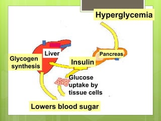 Hyperglycemia
Insulin
Lowers blood sugar
Glucose
uptake by
tissue cells
Glycogen
synthesis
Liver Pancreas
 
