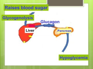 Raises blood sugar
Glucagon
Hypoglycemia
Liver
Glycogenolysis
Pancreas
 
