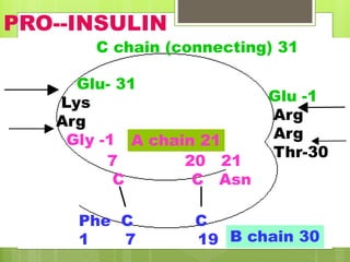 Glu- 31
Lys
Arg
Gly -1
Glu -1
Arg
Arg
Thr-30
7 20 21
C C Asn
Phe C C
1 7 19
A chain 21
B chain 30
C chain (connecting) 31
PRO--INSULIN
 