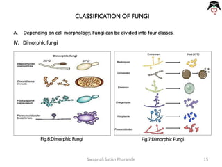 Introduction and Classification of Fungi | PPTX