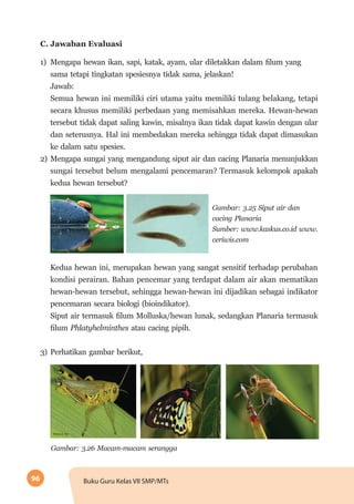 96 Buku Guru Kelas VII SMP/MTs
C. Jawaban Evaluasi
1)	 Mengapa hewan ikan, sapi, katak, ayam, ular diletakkan dalam filum yang
sama tetapi tingkatan spesiesnya tidak sama, jelaskan!
Jawab:
Semua hewan ini memiliki ciri utama yaitu memiliki tulang belakang, tetapi
secara khusus memiliki perbedaan yang memisahkan mereka. Hewan-hewan
tersebut tidak dapat saling kawin, misalnya ikan tidak dapat kawin dengan ular
dan seterusnya. Hal ini membedakan mereka sehingga tidak dapat dimasukan
ke dalam satu spesies.
2)	 Mengapa sungai yang mengandung siput air dan cacing Planaria menunjukkan
sungai tersebut belum mengalami pencemaran? Termasuk kelompok apakah
kedua hewan tersebut?
Gambar: 3.25 Siput air dan
cacing Planaria
Sumber: www.kaskus.co.id www.
ceriwis.com
Kedua hewan ini, merupakan hewan yang sangat sensitif terhadap perubahan
kondisi perairan. Bahan pencemar yang terdapat dalam air akan mematikan
hewan-hewan tersebut, sehingga hewan-hewan ini dijadikan sebagai indikator
pencemaran secara biologi (bioindikator).
Siput air termasuk filum Molluska/hewan lunak, sedangkan Planaria termasuk
filum Phlatyhelminthes atau cacing pipih.
3)	 Perhatikan gambar berikut,
Gambar: 3.26 Macam-macam serangga
 