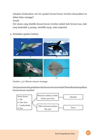 97Ilmu Pengetahuan Alam
Jelaskan berdasarkan ciri-ciri apakah hewan-hewan tersebut dimasukkan ke
dalam kelas serangga?
Jawab;
Ciri utama yang dimiliki hewan-hewan tersebut adalah kaki beruas-ruas, kaki
yang berjumlah 3 pasang, memiliki sayap, mata majemuk.
4.	Perhatikan gambar berikut!
A B
C D
Gambar: 3.27 Macam-macam serangga
Caripersamaandanperbedaandarihewan-hewantersebut!Kemudiankelompokkan
hewan-hewan tersebut!
Nama hewan
a.	Hiu
b.	Paus Orca
c.	 Lumba-lumba
d.	Pari
Tidak menyusui anaknya
Hiu, pari
Menyusui anaknya Lumba-
lumba, paus Orca
Pisces
Mamalia
 
