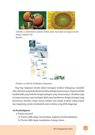 101Ilmu Pengetahuan Alam
b.a.
Gambar 4.1 Keteraturan ciptaan Tuhan pada mata faset serangga (a) dan
bunga matahari (b)
Sumber:
Gambar 5.2 Hirarki Kehidupan Organisme
Tiap-tiap tingkatan hirarki dalam kerangka struktur biologisnya memiliki
sifat-sifatbaruyangberbedadaristrukturbiologispenyusunnya.Organmemiliki
karakteristik yang berbeda dengan jaringan yang menyusunnya, demikian juga
sel yang menyusun suatu jaringan tidak sama karakternya dengan jaringan yang
disusunnya tersebut, tetapi semua struktur dan fungsi tersebut saling terkait
dan tergantung, untuk membentuk suatu struktur yang lebih tinggi lagi.
b)	Pembelajaran
1) Tujuan Esensial
a)	 Peserta didik dapat menyebutkan tingkatan hirarki kehidupan.
b)	Peserta didik dapat menjelaskan tentang sistem.
 