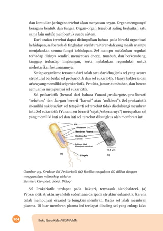 104 Buku Guru Kelas VII SMP/MTs
dan kemudian jaringan tersebut akan menyusun organ. Organ mempunyai
beragam bentuk dan fungsi. Organ-organ tersebut saling berkaitan satu
sama lain untuk membentuk suatu sistem.
Dari uraian tersebut dapat disimpulkan bahwa pada hirarki organisasi
kehidupan, sel berada di tingkatan struktural terendah yang masih mampu
menjalankan semua fungsi kehidupan. Sel mampu melakukan regulasi
terhadap dirinya sendiri, memeroses energi, tumbuh, dan berkembang,
tanggap terhadap lingkungan, serta melakukan reproduksi untuk
melestarikan keturunannya.
Setiap organisme tersusun dari salah satu dari dua jenis sel yang secara
struktural berbeda: sel prokariotik dan sel eukariotik. Hanya bakteria dan
arkea yang memiliki sel prokariotik. Protista, jamur, tumbuhan, dan hewan
semuanya mempunyai sel eukariotik.
Sel prokariotik (berasal dari bahasa Yunani prokaryote, pro berarti
“sebelum” dan karyon berarti “karnel” atau “nukleus”). Sel prokariotik
memiliki nukleus/inti sel tetapi inti sel tersebut tidak diselubungi membran
inti. Sel eukariotik (Yunani, eu berarti “sejati/sebenarnya”) merupakan sel
yang memiliki inti sel dan inti sel tersebut dibungkus oleh membran inti.
Nukleus tidak
dibungkus membran
Kapsula
Gambar 4.3. Struktur Sel Prokariotik (a) Bacillus coagulans (b) dilihat dengan
mnggunakan mikroskop elektron
Sumber: Campbell. 2002. Biologi
Sel Prokariotik terdapat pada bakteri, termasuk sianobakteri. (a)
Prokariotik strukturnya lebih sederhana daripada struktur eukariotik, karena
tidak mempunyai organel terbungkus membran. Batas sel ialah membran
plasma. Di luar membran plasma ini terdapat dinding sel yang cukup kaku
 