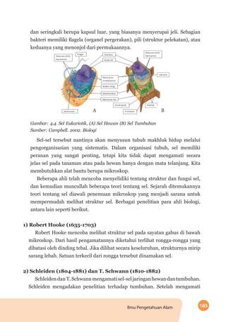 105Ilmu Pengetahuan Alam
dan seringkali berupa kapsul luar, yang biasanya menyerupai jeli. Sebagian
bakteri memiliki flagela (organel pergerakan), pili (struktur pelekatan), atau
keduanya yang menonjol dari permukaan­nya.
A B
Gambar: 4.4. Sel Eukariotik, (A) Sel Hewan (B) Sel Tumbuhan
Sumber: Campbell. 2002. Biologi
Sel-sel tersebut nantinya akan menyusun tubuh makhluk hidup melalui
pengorganisasian yang sistematis. Dalam organisasi tubuh, sel memiliki
peranan yang sangat penting, tetapi kita tidak dapat mengamati secara
jelas sel pada tanaman atau pada hewan hanya dengan mata telanjang. Kita
membutuhkan alat bantu berupa mikroskop.
Beberapa ahli telah mencoba menyelidiki tentang struktur dan fungsi sel,
dan kemudian muncullah beberapa teori tentang sel. Sejarah ditemukannya
teori tentang sel diawali penemuan mikroskop yang menjadi sarana untuk
mempermudah melihat struktur sel. Berbagai penelitian para ahli biologi,
antara lain seperti berikut.
1) Robert Hooke (1635-1703)
Robert Hooke mencoba melihat struktur sel pada sayatan gabus di bawah
mikroskop. Dari hasil pengamatannya diketahui terlihat rongga-rongga yang
dibatasi oleh dinding tebal. Jika dilihat secara keseluruhan, strukturnya mirip
sarang lebah. Satuan terkecil dari rongga tersebut dinamakan sel.
2) Schleiden (1804-1881) dan T. Schwann (1810-1882)
Schleiden dan T. Schwann mengamati sel-sel jaringan hewan dan tumbuhan.
Schleiden mengadakan penelitian terhadap tumbuhan. Setelah mengamati
 