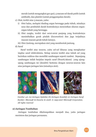 111Ilmu Pengetahuan Alam
merah (untuk mengangkut gas-gas), 5 macam sel darah putih (untuk
antibodi), dan platelet (untuk penggumpalan darah).
c)	 Otot, terdiri atas 3 macam, yaitu:
i) 	 Otot halus, melapisi dinding organ berongga pada tubuh, misalnya
usus dan pembuluh darah kontraksinya menciutkan ukuran organ-
organ tubuh yang berongga.
ii) 	Otot rangka, terdiri dari serat-serat panjang yang kontraksinya
menimbulkan gerak pindah (locomotion) dan juga terjadinya
macam-macam gerak tubuh lainnya.
iii) 	Otot Jantung, merupakan otot yang membentuk jantung.
d)	Saraf
Saraf terdiri atas neuron, yaitu sel-sel khusus yang menghantar
implus saraf elektrokimia. Setiap neuron terdiri atas tubuh sel yang
berisikan nukleus dan memiliki sambungan seperti rambut. Sepanjang
sambungan inilah berjalan impuls saraf (Neurit/akson) yang ujung-
ujung sambungan ini (dendrit) bertemu dengan neuron-neuron lain
atau jaringan-jaringan lain (misalnya otot).
a. b. c.
Gambar 4.6. (a) Jaringan Epitelial, (b) Jaringan Konektif, (c) Jaringan Saraf
Sumber: Microsoft ® Encarta ® 2008. © 1993-2007 Microsoft Corporation.
All rights reserved
2) Jaringan Tumbuhan
Jaringan tumbuhan dikelompokkan menjadi dua, yaitu jaringan
meristem dan jaringan permanen.
 