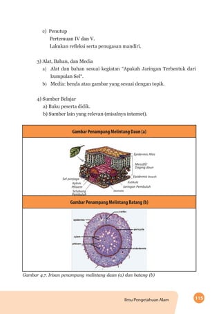 115Ilmu Pengetahuan Alam
c)	Penutup
Pertemuan IV dan V.
Lakukan refleksi serta penugasan mandiri.
3) Alat, Bahan, dan Media
a)	 Alat dan bahan sesuai kegiatan “Apakah Jaringan Terbentuk dari
kumpulan Sel“.
b)	 Media: benda atau gambar yang sesuai dengan topik.
4) Sumber Belajar
a) Buku peserta didik.
b) Sumber lain yang relevan (misalnya internet).
Gambar Penampang Melintang Daun (a)
Epidermis Atas
Epidermis Bawah
Kutikula
Stomata
Phloem
Xylem
Sel penjaga
Selubung
Pembuluh
Jaringan Pembuluh
Mesofil/
Daging daun
Gambar Penampang Melintang Batang (b)
Gambar 4.7. Irisan penampang melintang daun (a) dan batang (b)
 