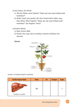 117Ilmu Pengetahuan Alam
3) Alat, Bahan, dan Media
a)	Alat dan Bahan sesuai kegiatan “Organ apa saja yang terdapat pada
tumbuhan?”.
b)	Media: benda atau gambar alat ukur, benda-benda sekitar yang
akan diukur dalam kegiatan “Organ apa saja yang terdapat pada
tumbuhan?” dan Kegiatan “Reviu”.
4) Sumber Belajar
a)	Buku Peserta didik.
b)	Sumber lain yang relevan (misalnya anatomi tumbuhan dan
internet).
Kunci:
Gambar 4.8 Bagian-bagian tumbuhan
Gambar BagianTubuh Nama Sel Jaringan Organ
Gambar 4.9 Hati
Hati √
 