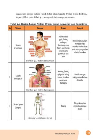 119Ilmu Pengetahuan Alam
organ lain proses dalam tubuh tidak akan terjadi. Untuk lebih detilnya,
dapat dilihat pada Tabel 4.1. mengenai sistem organ manusia.
Tabel 4.1. Bagian-bagian Sistem Organ, organ penyusun dan Fungsinya
No Sistem Gambar Organ Fungsi
1
Sistem
pencernaan
Gambar 4.14 Sistem Pencernaan
Mulut (lidah,
gigi), faring,
esofagus,
lambung, usus
halus, usus besar,
hati, rektum,
pankreas, dan
anus
Mencerna makanan,
mengabsorbsi
molekul-molekul zat
makanan yang sudah
disederhanakan
2
Sistem
pernapasan
Gambar 4.15 Sistem Pernapasan
Hidung, faring,
epiglotis, laring,
trakea, bronkus,
paru-paru,
diafragma
Pertukaran gas
(oksigen dan karbon
dioksida)
3
Sistem gerak
(rangka)
Gambar 4.16 Sistem Gerak
Tulang
Menyokong dan
melindungi organ
dalam
 