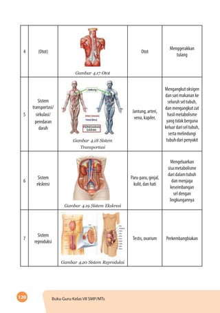 120 Buku Guru Kelas VII SMP/MTs
4 (Otot)
Gambar 4.17 Otot
Otot
Menggerakkan
tulang
5
Sistem
transportasi/
sirkulasi/
peredaran
darah
Gambar 4.18 Sistem
Transportasi
Jantung, arteri,
vena, kapiler,
Mengangkut oksigen
dan sari makanan ke
seluruh sel tubuh,
dan mengangkut zat
hasil metabolisme
yang tidak berguna
keluar dari sel tubuh,
serta melindungi
tubuh dari penyakit
6
Sistem
ekskresi
Gambar 4.19 Sistem Ekskresi
Paru-paru, ginjal,
kulit, dan hati
Mengeluarkan
sisa metabolisme
dari dalam tubuh
dan menjaga
keseimbangan
sel dengan
lingkungannya
7
Sistem
reproduksi
Gambar 4.20 Sistem Reproduksi
Testis, ovarium Perkembangbiakan
 