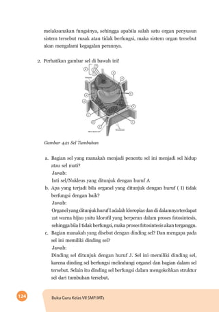 124 Buku Guru Kelas VII SMP/MTs
melaksanakan fungsinya, sehingga apabila salah satu organ penyusun
sistem tersebut rusak atau tidak berfungsi, maka sistem organ tersebut
akan mengalami kegagalan perannya.
2. 	Perhatikan gambar sel di bawah ini!
Gambar 4.21 Sel Tumbuhan
a.	 Bagian sel yang manakah menjadi penentu sel ini menjadi sel hidup
atau sel mati?
Jawab:
Inti sel/Nukleus yang ditunjuk dengan huruf A
b.	Apa yang terjadi bila organel yang ditunjuk dengan huruf ( I) tidak
berfungsi dengan baik?
Jawab:
OrganelyangditunjukhurufIadalahkloroplasdandidalamnyaterdapat
zat warna hijau yaitu klorofil yang berperan dalam proses fotosintesis,
sehingga bila I tidak berfungsi, maka proses fotosintesis akan terganggu.
c.	 Bagian manakah yang disebut dengan dinding sel? Dan mengapa pada
sel ini memiliki dinding sel?
Jawab:
Dinding sel ditunjuk dengan huruf J. Sel ini memiliki dinding sel,
karena dinding sel berfungsi melindungi organel dan bagian dalam sel
tersebut. Selain itu dinding sel berfungsi dalam mengokohkan struktur
sel dari tumbuhan tersebut.
 