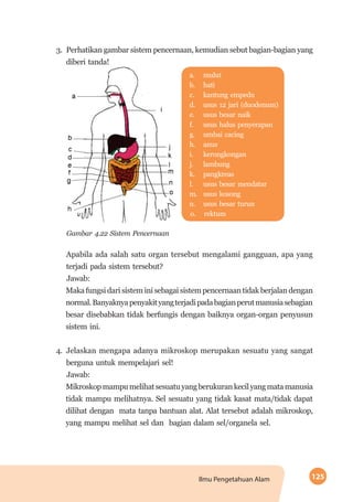 125Ilmu Pengetahuan Alam
3.	 Perhatikan gambar sistem pencernaan, kemudian sebut bagian-bagian yang
diberi tanda!
a.	 mulut
b.	 hati
c.	 kantung empedu
d.	 usus 12 jari (duodenum)
e.	 usus besar naik
f.	 usus halus penyerapan
g.	 umbai cacing
h.	 anus
i.	 kerongkongan
j.	 lambung
k.	 pangkreas
l.	 usus besar mendatar
m.	 usus kosong
n.	 usus besar turun
o.	 rektum
Gambar 4.22 Sistem Pencernaan
	 Apabila ada salah satu organ tersebut mengalami gangguan, apa yang
terjadi pada sistem tersebut?
Jawab:
Maka fungsi dari sistem ini sebagai sistem pencernaan tidak berjalan dengan
normal.Banyaknyapenyakityangterjadipadabagianperutmanusiasebagian
besar disebabkan tidak berfungis dengan baiknya organ-organ penyusun
sistem ini.
4. 	Jelaskan mengapa adanya mikroskop merupakan sesuatu yang sangat
berguna untuk mempelajari sel!
Jawab:
Mikroskopmampumelihatsesuatuyangberukurankecilyangmatamanusia
tidak mampu melihatnya. Sel sesuatu yang tidak kasat mata/tidak dapat
dilihat dengan mata tanpa bantuan alat. Alat tersebut adalah mikroskop,
yang mampu melihat sel dan bagian dalam sel/organela sel.
 