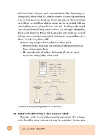 168 Buku Guru Kelas VII SMP/MTs
oleh aliran darah ke bagian tubuh yang memerlukan. Hati dapat mengatur
kadar glukosa dalam darah atas bantuan hormon insulin yang dikeluarkan
oleh kelenjar pankreas. Kenaikan proses pencernaan dan penyerapan
karbohidrat menyebabkan glukosa dalam darah meningkat sehingga
sintesis glikogen dari glukosa oleh hati akan naik. Sebaliknya, jika banyak
kegiatan maka banyak energi untuk kontraksi otot sehingga kadar glukosa
dalam darah menurun. Dalam hal ini, glikogen akan diuraikan menjadi
glukosa yang selanjutnya mengalami katabolisme menghasilkan energi
(dalam bentuk energi kimia, ATP).
Hormon yang mengatur kadar gula dalam darah, yaitu:
1.	 Hormon insulin, dihasilkan oleh pankreas, berfungsi menurunkan
kadar glukosa dalam darah.
2.	 Hormon adrenalin, dihasilkan oleh korteks adrenal, berfungsi
menaikkan kadar glukosa dalam darah.
Gambar 6.6 Skema proses pencernaan karbohidrat
2)	 Metabolisme Pencernaan Protein dalam Tubuh
Di dalam tubuh, protein diubah menjadi asam amino oleh beberapa
reaksi hidrolisis serta enzim-enzim yang bersangkutan. Enzim-enzim
 