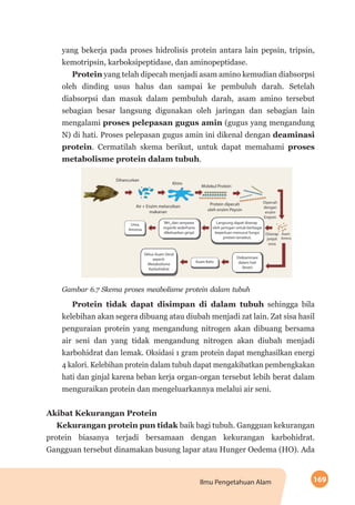 169Ilmu Pengetahuan Alam
yang bekerja pada proses hidrolisis protein antara lain pepsin, tripsin,
kemotripsin, karboksipeptidase, dan aminopeptidase.
Protein yang telah dipecah menjadi asam amino kemudian diabsorpsi
oleh dinding usus halus dan sampai ke pembuluh darah. Setelah
diabsorpsi dan masuk dalam pembuluh darah, asam amino tersebut
sebagian besar langsung digunakan oleh jaringan dan sebagian lain
mengalami proses pelepasan gugus amin (gugus yang mengandung
N) di hati. Proses pelepasan gugus amin ini dikenal dengan deaminasi
protein. Cermatilah skema berikut, untuk dapat memahami proses
metabolisme protein dalam tubuh.
Gambar 6.7 Skema proses meabolisme protein dalam tubuh
Protein tidak dapat disimpan di dalam tubuh sehingga bila
kelebihan akan segera dibuang atau diubah menjadi zat lain. Zat sisa hasil
penguraian protein yang mengandung nitrogen akan dibuang bersama
air seni dan yang tidak mengandung nitrogen akan diubah menjadi
karbohidrat dan lemak. Oksidasi 1 gram protein dapat menghasilkan energi
4 kalori. Kelebihan protein dalam tubuh dapat mengakibatkan pembengkakan
hati dan ginjal karena beban kerja organ-organ tersebut lebih berat dalam
menguraikan protein dan mengeluarkannya melalui air seni.
Akibat Kekurangan Protein
Kekurangan protein pun tidak baik bagi tubuh. Gangguan kekurangan
protein biasanya terjadi bersamaan dengan kekurangan karbohidrat.
Gangguan tersebut dinamakan busung lapar atau Hunger Oedema (HO). Ada
 
