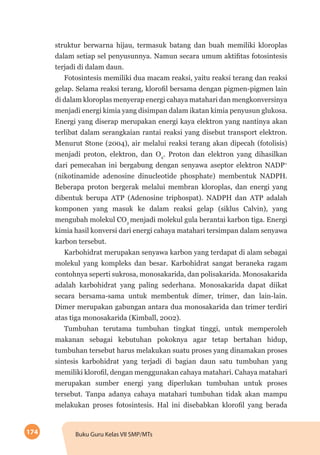 174 Buku Guru Kelas VII SMP/MTs
struktur berwarna hijau, termasuk batang dan buah memiliki kloroplas
dalam setiap sel penyusunnya. Namun secara umum aktifitas fotosintesis
terjadi di dalam daun.
Fotosintesis memiliki dua macam reaksi, yaitu reaksi terang dan reaksi
gelap. Selama reaksi terang, klorofil bersama dengan pigmen-pigmen lain
di dalam kloroplas menyerap energi cahaya matahari dan mengkonversinya
menjadi energi kimia yang disimpan dalam ikatan kimia penyusun glukosa.
Energi yang diserap merupakan energi kaya elektron yang nantinya akan
terlibat dalam serangkaian rantai reaksi yang disebut transport elektron.
Menurut Stone (2004), air melalui reaksi terang akan dipecah (fotolisis)
menjadi proton, elektron, dan O2
. Proton dan elektron yang dihasilkan
dari pemecahan ini bergabung dengan senyawa aseptor elektron NADP+
(nikotinamide adenosine dinucleotide phosphate) membentuk NADPH.
Beberapa proton bergerak melalui membran kloroplas, dan energi yang
dibentuk berupa ATP (Adenosine triphospat). NADPH dan ATP adalah
komponen yang masuk ke dalam reaksi gelap (siklus Calvin), yang
mengubah molekul CO2
menjadi molekul gula berantai karbon tiga. Energi
kimia hasil konversi dari energi cahaya matahari tersimpan dalam senyawa
karbon tersebut.
Karbohidrat merupakan senyawa karbon yang terdapat di alam sebagai
molekul yang kompleks dan besar. Karbohidrat sangat beraneka ragam
contohnya seperti sukrosa, monosakarida, dan polisakarida. Monosakarida
adalah karbohidrat yang paling sederhana. Monosakarida dapat diikat
secara bersama-sama untuk membentuk dimer, trimer, dan lain-lain.
Dimer merupakan gabungan antara dua monosakarida dan trimer terdiri
atas tiga monosakarida (Kimball, 2002).
Tumbuhan terutama tumbuhan tingkat tinggi, untuk memperoleh
makanan sebagai kebutuhan pokoknya agar tetap bertahan hidup,
tumbuhan tersebut harus melakukan suatu proses yang dinamakan proses
sintesis karbohidrat yang terjadi di bagian daun satu tumbuhan yang
memiliki klorofil, dengan menggunakan cahaya matahari. Cahaya matahari
merupakan sumber energi yang diperlukan tumbuhan untuk proses
tersebut. Tanpa adanya cahaya matahari tumbuhan tidak akan mampu
melakukan proses fotosintesis. Hal ini disebabkan klorofil yang berada
 