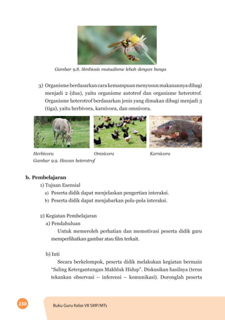 230 Buku Guru Kelas VII SMP/MTs
Gambar 9.8. Simbiosis mutualisme lebah dengan bunga
3)	 Organismeberdasarkancarakemampuanmenyusunmakanannyadibagi
menjadi 2 (dua), yaitu organisme autotrof dan organisme heterotrof.
Organisme heterotrof berdasarkan jenis yang dimakan dibagi menjadi 3
(tiga), yaitu herbivora, karnivora, dan omnivora.
Gambar 9.9. Hewan heterotrof
Herbivora		 Omnivora		 Karnivora
b. Pembelajaran
1) Tujuan Esensial
a)	 Peserta didik dapat menjelaskan pengertian interaksi.
b)	 Peserta didik dapat menjabarkan pola-pola interaksi.
2) Kegiatan Pembelajaran
a) Pendahuluan
Untuk memeroleh perhatian dan memotivasi peserta didik guru
memperlihatkan gambar atau film terkait.
b) Inti
Secara berkelompok, peserta didik melakukan kegiatan bermain
“Saling Ketergantungan Makhluk Hidup”. Diskusikan hasilnya (terus
tekankan observasi – inferensi – komunikasi). Doronglah peserta
 