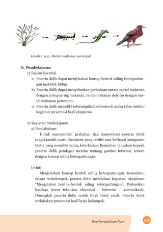 233Ilmu Pengetahuan Alam
Gambar 9.13. Rantai makanan perumput
b.	Pembelajaran
1) Tujuan Esensial
a)	 Peserta didik dapat menjelaskan konsep bentuk saling ketergantun-
gan makhluk hidup.
b)	 Peserta didik dapat menyebutkan perbedaan antara rantai makanan
dengan jaring-jaring makanan, rantai makanan detritus dengan ran-
tai makanan perumput.
c)	 Peserta didik memiliki keterampilan berbicara di muka kelas melalui
kegiatan presentasi hasil eksplorasi.
2) Kegiatan Pembelajaran
a) Pendahuluan
Untuk memperoleh perhatian dan memotivasi peserta didik
tunjukkanlah suatu ekosistem yang terdiri atas berbagai komponen
biotik yang memiliki saling keterkaitan. Kemudian tanyakan kepada
peserta didik pendapat mereka tentang gambar tersebut, terkait
dengan konsep saling ketergantungan.
b) Inti
Menjelaskan konsep bentuk saling ketergantungan. Kemudian,
secara berkelompok, peserta didik melakukan kegiatan eksplorasi
“Mengetahui bentuk-bentuk saling ketergantungan”. Diskusikan
hasilnya (terus tekankan observasi – inferensi – komunikasi).
Doronglah peserta didik untuk tidak takut salah. Peserta didik
melakukan presentasi hasil kerja kelompok.
 