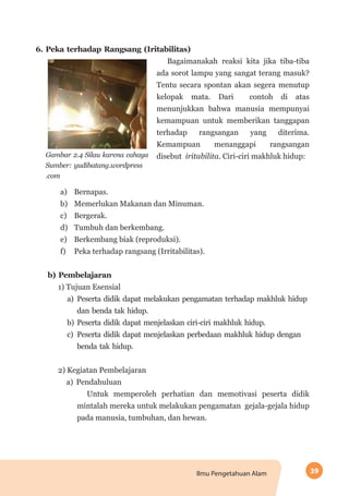 39Ilmu Pengetahuan Alam
6. Peka terhadap Rangsang (Iritabilitas)
Gambar 2.4 Silau karena cahaya
Sumber: yudibatang.wordpress
.com
	 Bagaimanakah reaksi kita jika tiba-tiba
ada sorot lampu yang sangat terang masuk?
Tentu secara spontan akan segera menutup
kelopak mata. Dari contoh di atas
menunjukkan bahwa manusia mempunyai
kemampuan untuk memberikan tanggapan
terhadap rangsangan yang diterima.
Kemampuan menanggapi rangsangan
disebut iritabilita. Ciri-ciri makhluk hidup:
a)	 Bernapas.
b)	 Memerlukan Makanan dan Minuman.
c)	 Bergerak.
d)	 Tumbuh dan berkembang.
e)	 Berkembang biak (reproduksi).
f)	 Peka terhadap rangsang (Irritabilitas).
b) Pembelajaran
1) Tujuan Esensial
a)	 Peserta didik dapat melakukan pengamatan terhadap makhluk hidup
dan benda tak hidup.
b)	 Peserta didik dapat menjelaskan ciri-ciri makhluk hidup.
c)	 Peserta didik dapat menjelaskan perbedaan makhluk hidup dengan
benda tak hidup.
2) Kegiatan Pembelajaran
a)	 Pendahuluan
Untuk memperoleh perhatian dan memotivasi peserta didik
mintalah mereka untuk melakukan pengamatan gejala-gejala hidup
pada manusia, tumbuhan, dan hewan.
 
