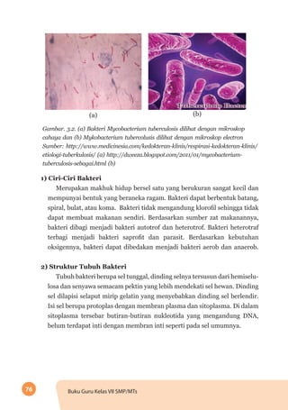 76 Buku Guru Kelas VII SMP/MTs
(a) (b)
Gambar. 3.2. (a) Bakteri Mycobacterium tuberculosis dilihat dengan mikroskop
cahaya dan (b) Mykobacterium tubercolusis dilihat dengan mikroskop electron
Sumber: http://www.medicinesia.com/kedokteran-klinis/respirasi-kedokteran-klinis/
etiologi-tuberkulosis/ (a) http://dweeza.blogspot.com/2011/01/mycobacterium-
tuberculosis-sebagai.html (b)
1) Ciri-Ciri Bakteri
Merupakan makhuk hidup bersel satu yang berukuran sangat kecil dan
mempunyai bentuk yang beraneka ragam. Bakteri dapat berbentuk batang,
spiral, bulat, atau koma. Bakteri tidak mengandung klorofil sehingga tidak
dapat membuat makanan sendiri. Berdasarkan sumber zat makanannya,
bakteri dibagi menjadi bakteri autotrof dan heterotrof. Bakteri heterotraf
terbagi menjadi bakteri saprofit dan parasit. Berdasarkan kebutuhan
oksigennya, bakteri dapat dibedakan menjadi bakteri aerob dan anaerob.
2) Struktur Tubuh Bakteri
Tubuh bakteri berupa sel tunggal, dinding selnya tersusun dari hemiselu-
losa dan senyawa semacam pektin yang lebih mendekati sel hewan. Dinding
sel dilapisi selaput mirip gelatin yang menyebabkan dinding sel berlendir.
Isi sel berupa protoplas dengan membran plasma dan sitoplasma. Di dalam
sitoplasma tersebar butiran-butiran nukleotida yang mengandung DNA,
belum terdapat inti dengan membran inti seperti pada sel umumnya.
 