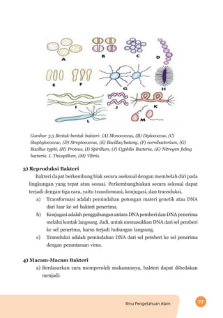 77Ilmu Pengetahuan Alam
Gambar 3.3 Bentuk-bentuk bakteri: (A) Monococcus, (B) Diplococcus, (C)
Staphylococcuc, (D) Streptococcus, (E) Bacillus/batang, (F) cornibacterium, (G)
Bacillus typhi, (H) Proteus, (I) Spirillum, (J) Cyphilis Bacteria, (K) Nitrogen fiding
bacteria. L Thiospillum, (M) Vibrio.
3) Reproduksi Bakteri
Bakteri dapat berkembang biak secara aseksual dengan membelah diri pada
lingkungan yang tepat atau sesuai. Perkembangbiakan secara seksual dapat
terjadi dengan tiga cara, yaitu transformasi, konjugasi, dan transduksi.
a)	 Transformasi adalah pemindahan potongan materi genetik atau DNA
dari luar ke sel bakteri penerima.
b)	 Konjugasi adalah penggabungan antara DNA pemberi dan DNA penerima
melalui kontak langsung. Jadi, untuk memasukkan DNA dari sel pemberi
ke sel penerima, harus terjadi hubungan langsung.
c)	 Transduksi adalah pemindahan DNA dari sel pemberi ke sel penerima
dengan perantaraan virus.
4) Macam-Macam Bakteri
a) 	Berdasarkan cara memperoleh makanannya, bakteri dapat dibedakan
menjadi:
 