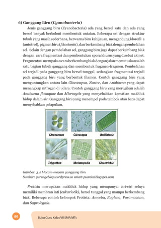 80 Buku Guru Kelas VII SMP/MTs
6) Ganggang Biru (Cyanobacteria)
Jenis ganggang biru (Cyanobacteria) ada yang bersel satu dan ada yang
bersel banyak berkoloni membentuk untaian. Beberapa sel dengan struktur
tubuh yang masih sederhana, berwarna biru kehijauan, mengandung klorofil a
(autotrof), pigmen biru (fikosianin), dan berkembang biak dengan pembelahan
sel. Selain dengan pembelahan sel, ganggang biru juga dapat berkembang biak
dengan cara fragmentasi dan pembentukan spora khusus yang disebut akinet.
Fragmentasimerupakancaraberkembangbiakdenganjalanmemutuskansalah
satu bagian tubuh ganggang dan membentuk fragmen-fragmen. Pembelahan
sel terjadi pada ganggang biru bersel tunggal, sedangkan fragmentasi terjadi
pada ganggang biru yang berbentuk filamen. Contoh ganggang biru yang
menguntungkan antara lain Gloeocapsa, Nostoc, dan Anabaena yang dapat
menangkap nitrogen di udara. Contoh ganggang biru yang merugikan adalah
Anabaena flosaquae dan Microcytis yang menyebabkan kematian makhluk
hidup dalam air. Ganggang biru yang menempel pada tembok atau batu dapat
menyebabkan pelapukan.
Gambar. 3.4 Macam-macam ganggang biru
Sumber: gurungeblog.wordpress.co smart-pustaka.blogspot.com
Protista merupakan makhluk hidup yang mempunyai ciri-ciri selnya
memiliki membran inti (eukariotik), bersel tunggal yang mampu berkembang
biak. Beberapa contoh kelompok Protista: Amoeba, Euglena, Paramacium,
dan Saprolegnia.
 