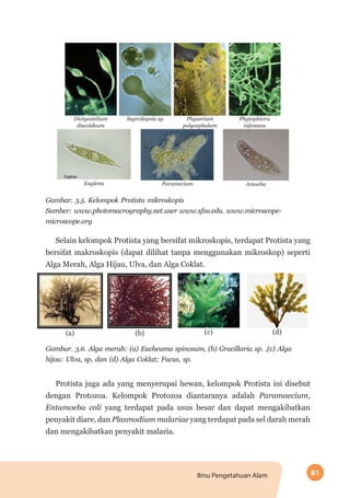 81Ilmu Pengetahuan Alam
Dictyostelium
discoideum
Physarium
polycephalum
Saprolegnia sp. Phytophtora
infestans
Euglena Paramecium Amoeba
Gambar. 3.5. Kelompok Protista mikroskopis
Sumber: www.photomacrography.net.user www.sfsu.edu. www.microscope-
microscope.org
Selain kelompok Protista yang bersifat mikroskopis, terdapat Protista yang
bersifat makroskopis (dapat dilihat tanpa menggunakan mikroskop) seperti
Alga Merah, Alga Hijau, Ulva, dan Alga Coklat.
(c) (d)(a) (b)
Gambar. 3.6. Alga merah: (a) Eucheuma spinosum, (b) Gracillaria sp. ,(c) Alga
hijau: Ulva, sp, dan (d) Alga Coklat; Fucus, sp.
Protista juga ada yang menyerupai hewan, kelompok Protista ini disebut
dengan Protozoa. Kelompok Protozoa diantaranya adalah Paramaecium,
Entamoeba coli yang terdapat pada usus besar dan dapat mengakibatkan
penyakit diare, dan Plasmodium malariae yang terdapat pada sel darah merah
dan mengakibatkan penyakit malaria.
 