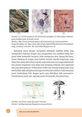 82 Buku Guru Kelas VII SMP/MTs
(a) (b) (c)
Gambar. 3.7. (a) Paramaecium, (b) Entamoeba histolytica, (c) Plasmodium malariae
yang terdapat pada sel darah merah
Sumber: http://www.psmicrographs.co.uk/paramecium-sp--protozoa/science-
image/80016644. (a), http://www.dpd cdc.gov/dpdx/HTML/Frames/A-F/Amebiasis/
body_Amebiasis_mic1.htm (b), nuriardiani.blogspot.com (c)
Kelompok jamur (fungi), merupakan kelompok makhluk hidup yang
memperoleh makanan dengan cara menguraikan sisa makhluk hidup lain.
jamur tidak berklorofil, berspora, tidak mempunyai akar, batang dan daun.
Jamur hidupnya di tempat yang lembab, bersifat saprofit (organisme, yang
hidup dan makan dari bahan organik yang sudah mati atau yang sudah busuk)
dan parasit (organisme yang hidup dan mengisap makanan dari organisme
lain yang ditempelinya). Tubuh jamur terdiri atas benang-benang halus yang
disebut hifa. Hifa saling bersambungan membentuk miselium. Pada umumnya
jamur berkembang biak dengan spora yang dihasilkan oleh sporangium.
Contoh jamur: jamur roti, ragi tape, jamur tiram putih, dan jamur kayu.
Gambar: 3.8 Jamur tempe dan jamur merang.
Sumber: ascollegesingaraja.blogspot.com genuardis.net
 